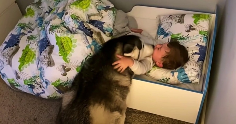 Toddler Is Zonked Out But Adorable Husky Wakes The Sleeping Baby In The Sweetest Way