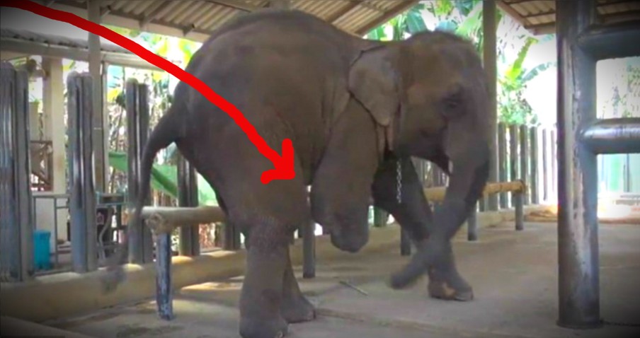 Injured Elephant Who Lost Her Leg Gets A Prosthetic