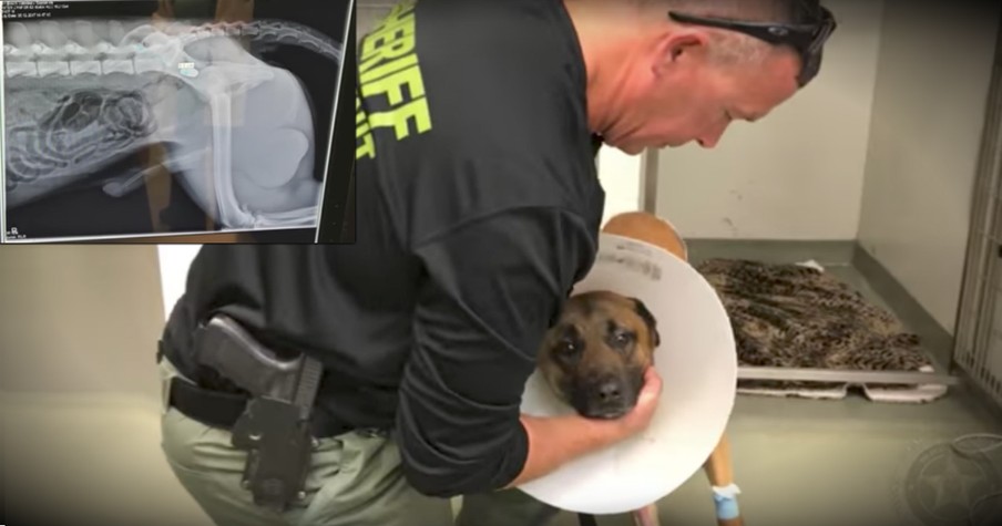 Heroic K9 Officer Takes A Bullet To Save His Partner