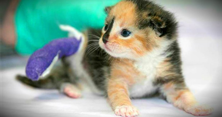 Kitten Amputee Brings Healing For A Disabled Veteran Battling PTSD