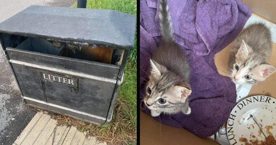 Couple Was Walking Down The Street When They Heard Kitten Cries And Knew They Had To Help