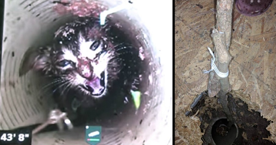 Urgent Rescue For Kitten Who Spent 5 Days 43 Feet Down In A Well Pipe