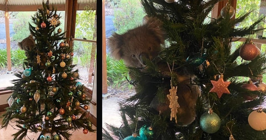 Mom Walks Into Living Room And Comes Face To Face With A Koala In The Christmas Tree