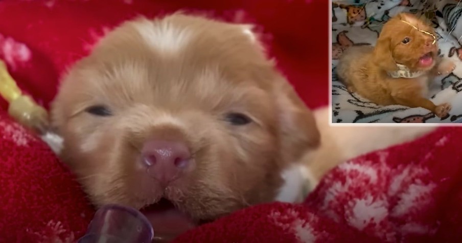 Puppy Had To Live In A Bubble In Order To Survive, Then One Day, She Gets Out