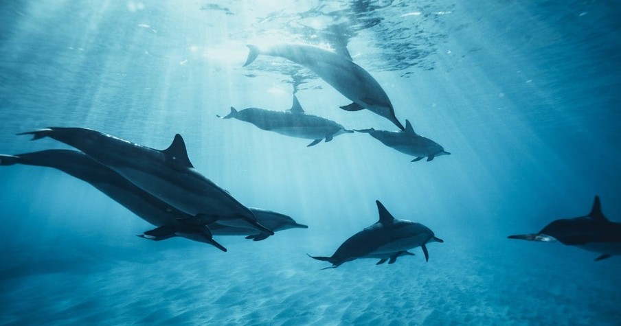 Lost Swimmer Spent Nearly 12 Hours Treading Water But Then a Pod of Dolphins Surround Him