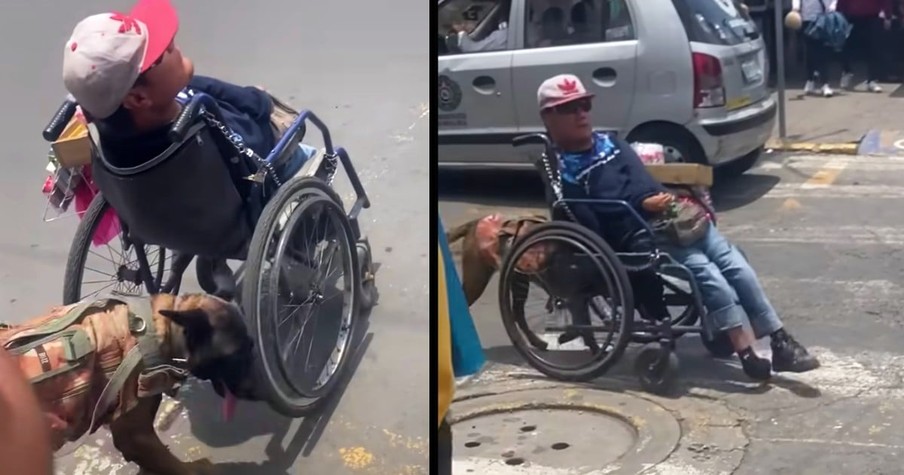 The Loyalty Of Dog Who Pushes His Owner's Wheelchair All Around Town Melts Hearts All Over