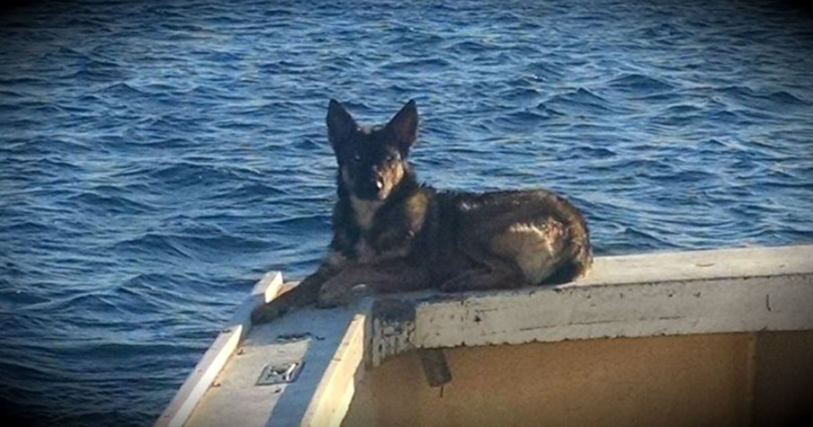 'Miracle Dog' Returns Home After 5 Weeks Of Being Lost At Sea