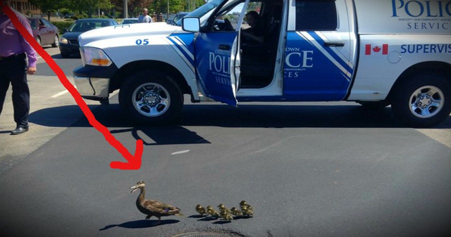 This Family Of Ducks Get A Police Escort Every Year