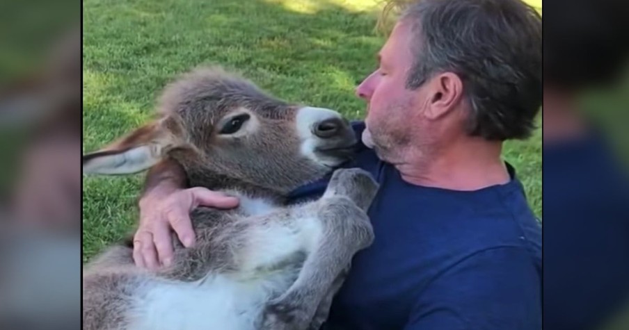 Man Sings To 10-Day-Old Donkey And Cradling Her To Sleep And I'm All About It