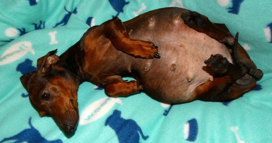 Paralyzed And Pregnant Dachshund Maria Gets Dumped By Owner