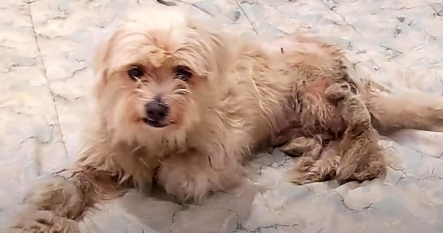 Angels Rescue Matted Dog And Her Happy Dance After Grooming Pretty Much Sums It All Up