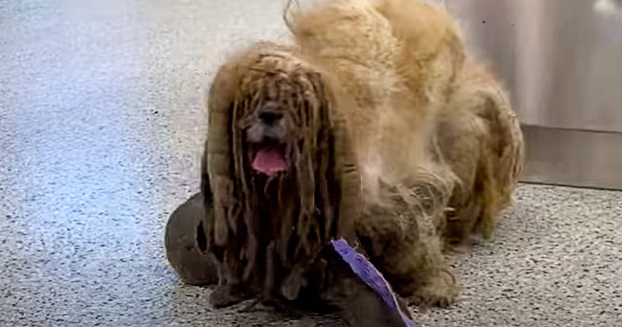 Severely Matted Fur On Dog Made It Look Like He Had 6 Legs But Just Wait For His Transformation