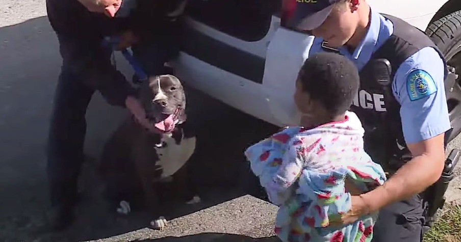 Missing Boy Found Wandering Streets With A Stray Pit Bull By His Side, Keeping Him Safe