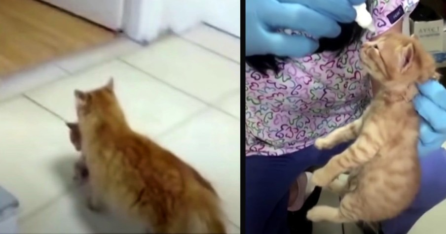 Distressed Mama Cat Carries Her Kitten Into Hospital to Get Help