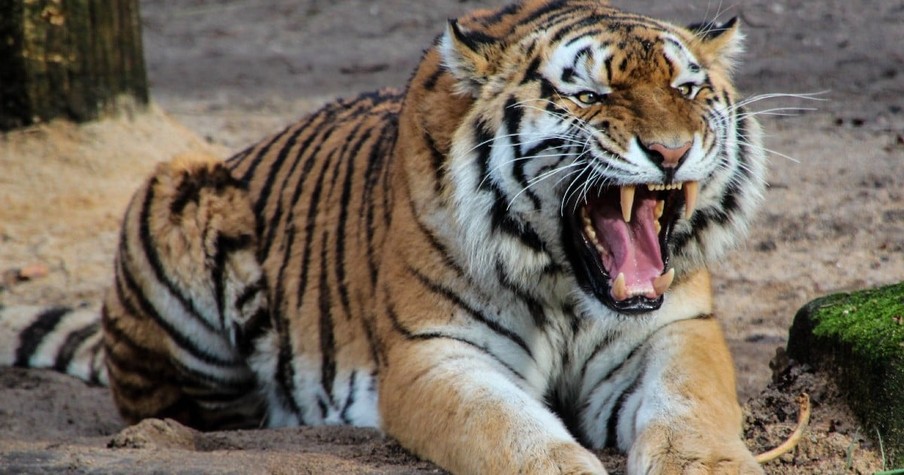 A Tiger Came After Her 15-Month-Old Son, But This Ferocious Mom Fought Back