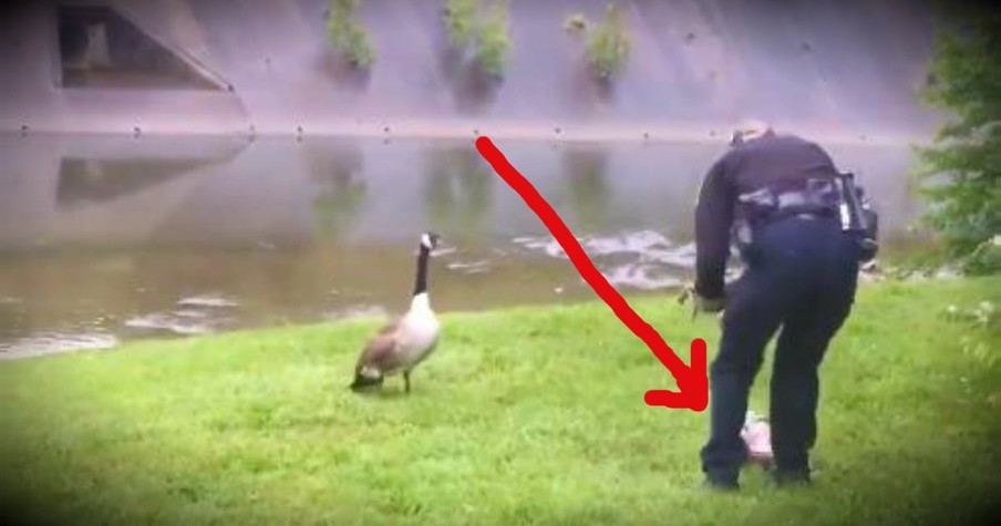 Mother Goose Leads Police Officers To Her Trapped Baby In Need