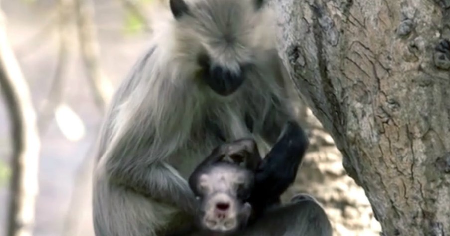 Grieving Mother Does Not Want To Leave Dying Infant Monkey