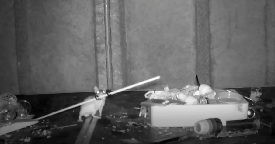 Man's Mystery Is Unbelievably Solved As Camera Captures Mouse Tidying up Shed Night After Night