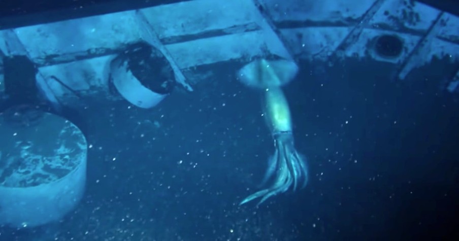 Scientists Exploring Red Sea Shipwreck Encounter 'Mystery Creature' And Cameras Caught It All