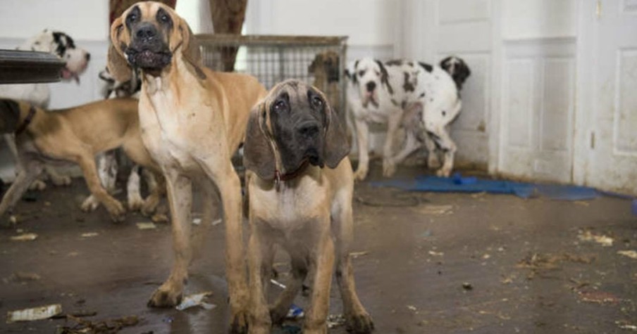 84 Great Danes Rescued From Atrocious Puppy Mill Secretly Run Out Of Mansion