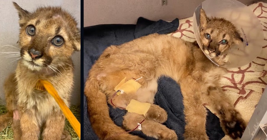 After Hikers Make A Grim Discovery, an Orphaned Mountain Lion Cub Gets The Help She Needs