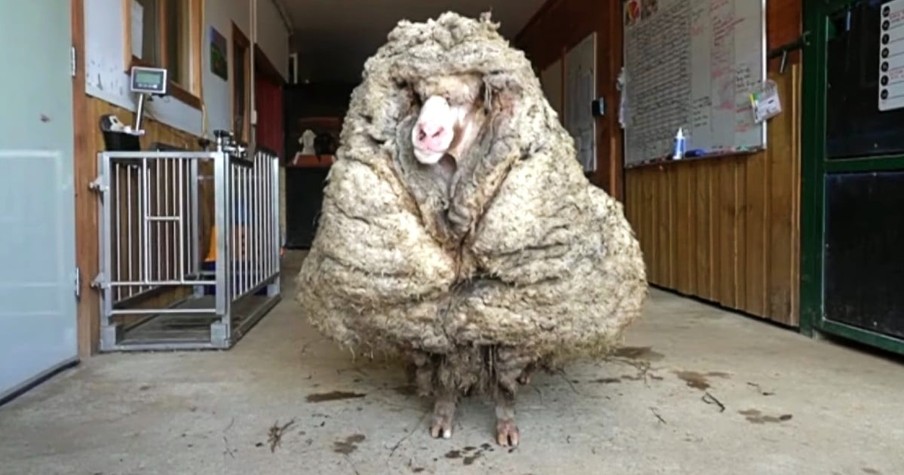 Overgrown Sheep Found Roaming The Wild Weighed Down By Over 77 Pounds Of Wool