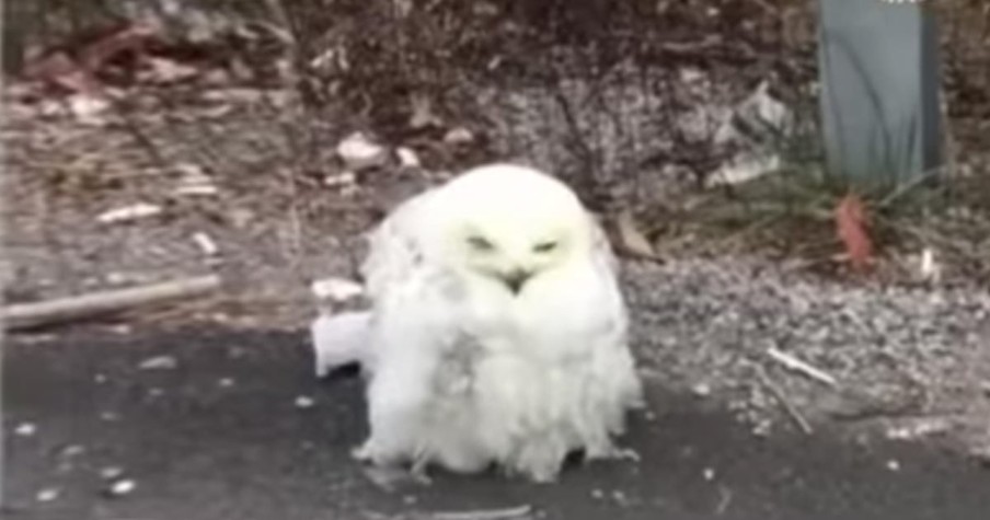 Owl Starving On The Side Of The Road Gets Rescue Just In Time