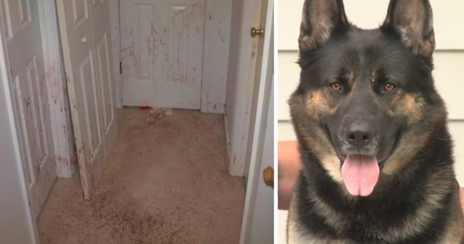 Owners Return To Gruesome Scene After Intruder Picks The Wrong House To Rob