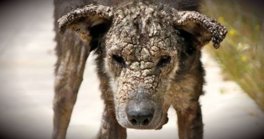 Stray Dog With A Face Of Stone Is Utterly Transformed By Love