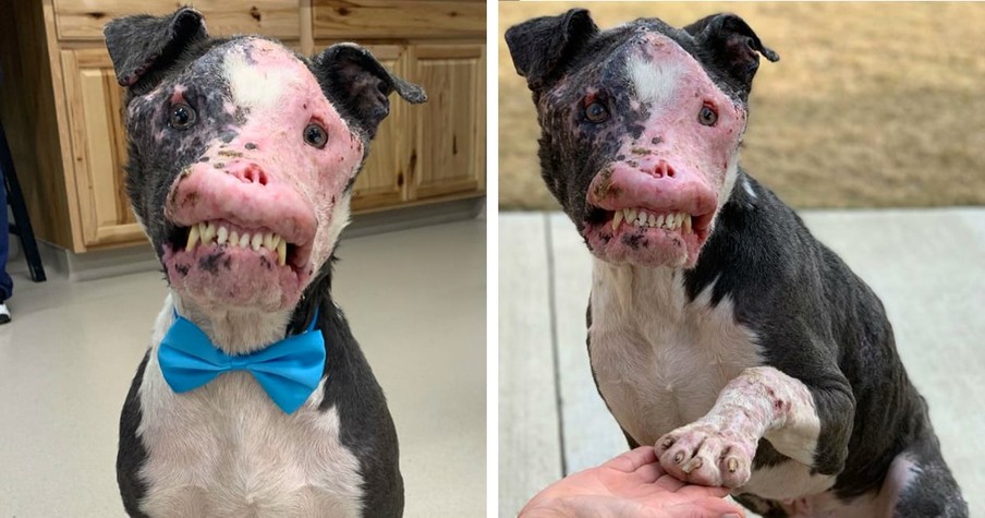 Phoenix The Dog Seen Roaming The Streets And Folks Feared The Worst But Just Look At Him Now