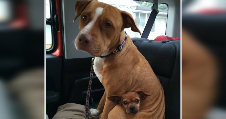 Inseparable Pit Bull And Chihuahua Landed In Shelter And Refused To Leave Each Other's Side