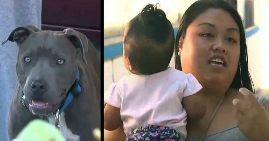 Pit Bull Grabs Baby's Diaper And Pulls Her From Bed In The Nick Of Time