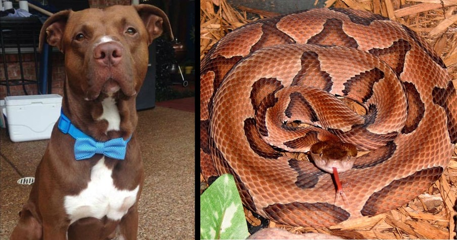 Pit Bull Hears A Little Boy Scream And Then Takes Snake Bite In His Place