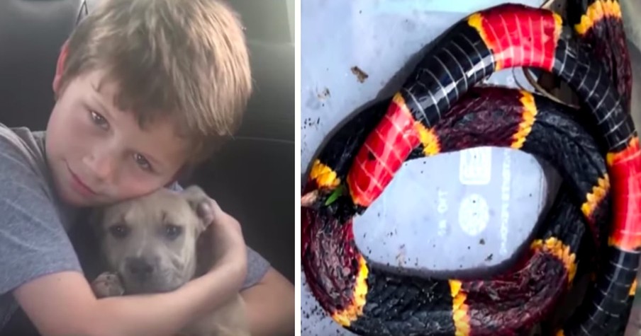 Family Mourns Loss of Pit Bull Puppy After He Gives Life to Save His Tiny Humans from Snake