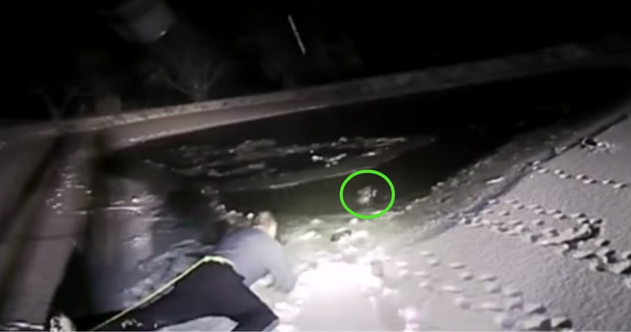 Daring Rescue After Woman's Beloved Dog Falls Through Ice Of Frozen Backyard Pond