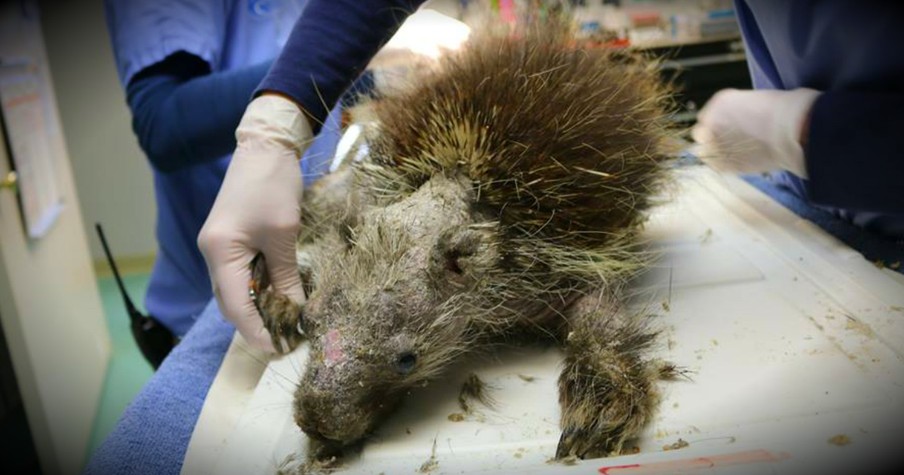 A Sick Porcupine Is Nearly Unrecognizable Before He's Rescued