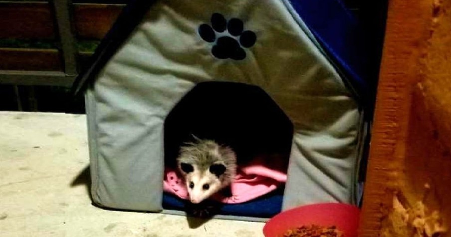 Woman Keeps Feeding Mystery Cat Until One Day She Realizes She's Got A Possum As A Pet