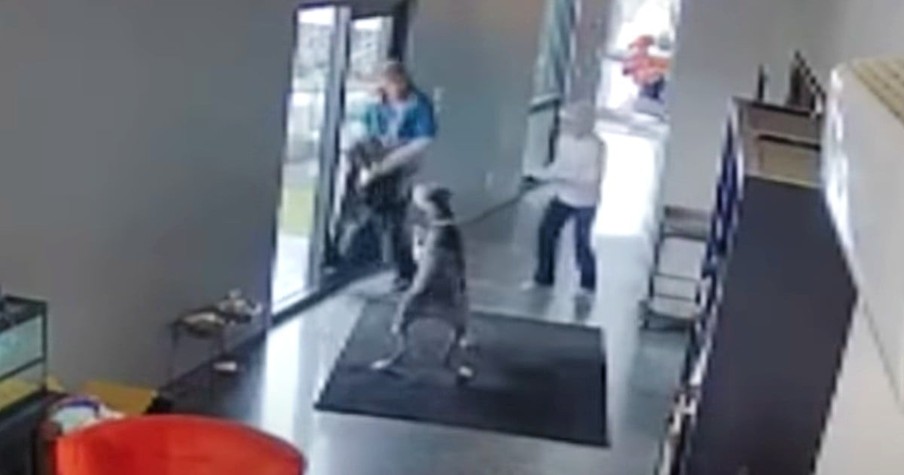 Stranger Walks Into Home But Protective Great Dane Helps Him Realize He's Made A Big Mistake