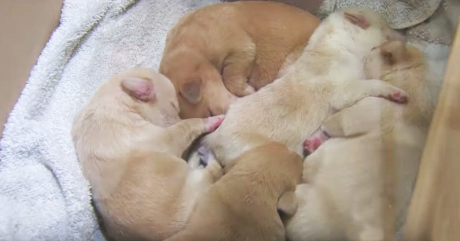 Puppies Rescued From Tragic Watery Death Just In Time