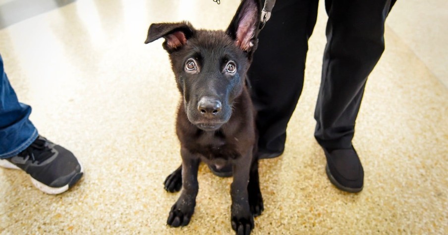 Pilot Looks Into Eyes Of Sweet Puppy Left Behind At Airport & Grants A Happy Ending