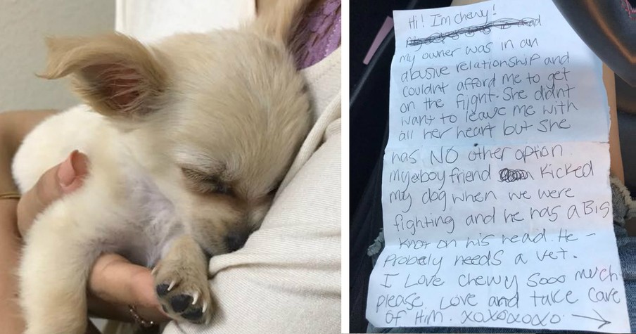 Abandoned Dog Found In Bathroom With A Letter Explaining Everything