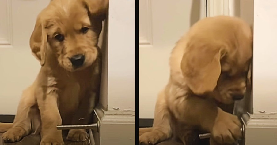 Get A Guaranteed Smile From This Frisky Puppy Playing With A Doorstop