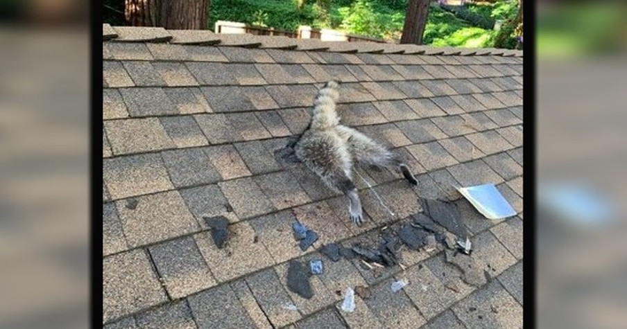 Homeowner Spots Raccoon On The Roof And Instantly Realizes Things Have Gone Wrong