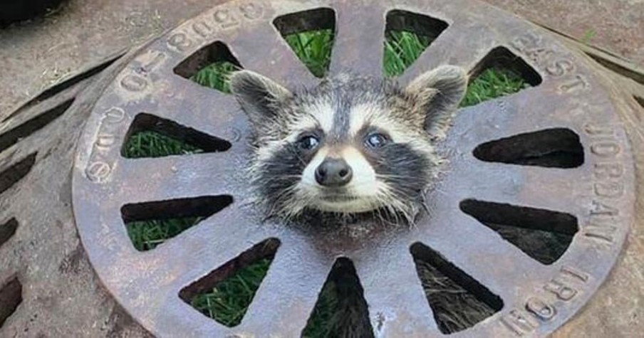 Rescuers Baffled By Raccoon Stuck In A Drain Must Come Up With A Creative Way To Save Him