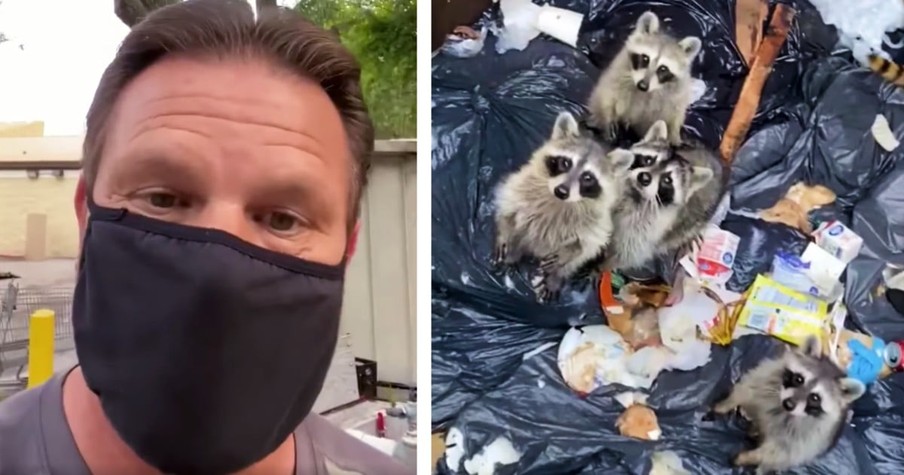 Truck Driver Hears Odd Noise Coming from the Dumpster And Finds 10 Raccoons Trapped Inside