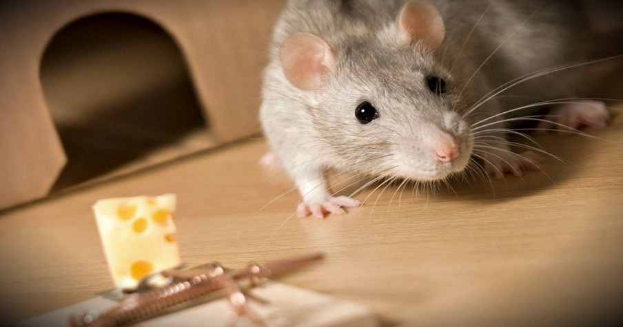 The Parable of the Rat Trap Holds A Powerful Message