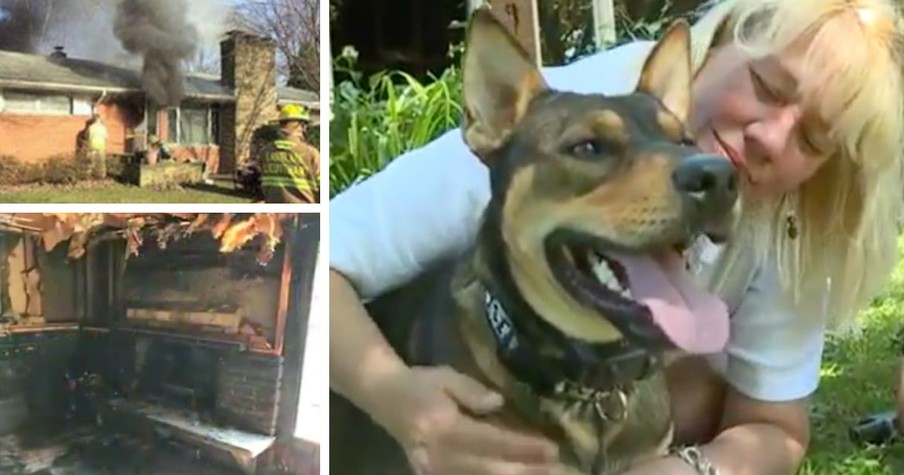 Rescue Dog Risks Life Dragging Woman Out Of Blazing House Fire