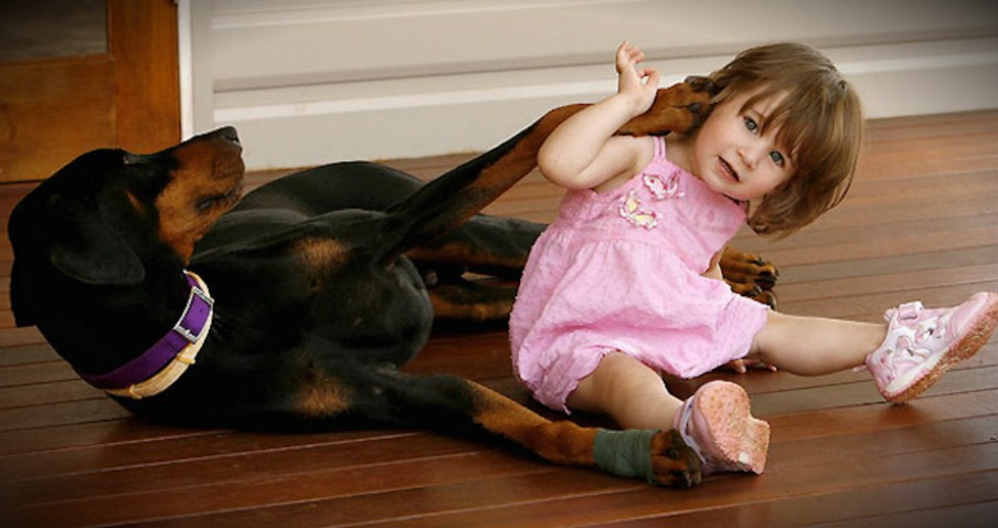 Rescued Doberman Tosses Toddler Aside To Protect Her From A Deadly Menace