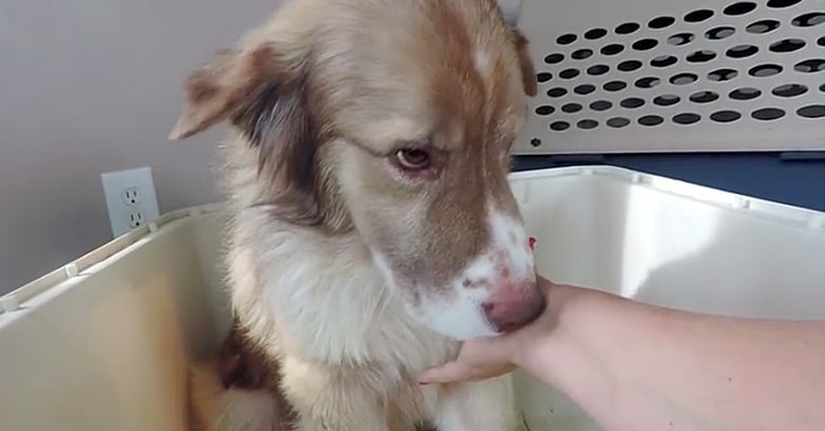 Rescued Dog Terrified Of Human Touch Until Woman Showed Him What Love Is