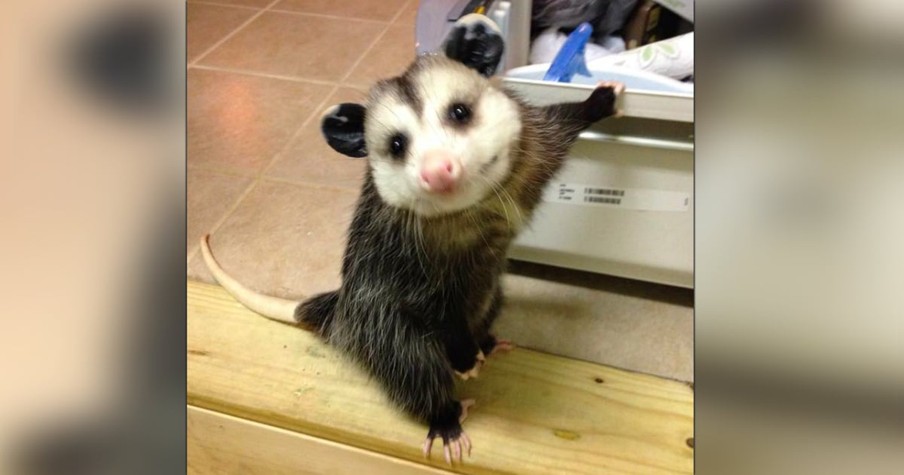 In Bizarre Rescue, Woman Lets Opossum Join The Family